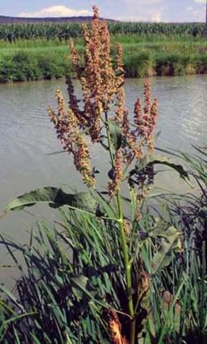 Rumex hydrolapathum © No machine-readable author provided. <a href="//commons.wikimedia.org/wiki/User:Zirpe~commonswiki" title="User:Zirpe~commonswiki">Zirpe~commonswiki</a> assumed (based on copyright claims).