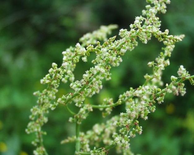 Rumex intermedius &copy; Henry Brisse (upload by <a href="//commons.wikimedia.org/wiki/User:Abalg" title="User:Abalg">user:Abalg</a>)