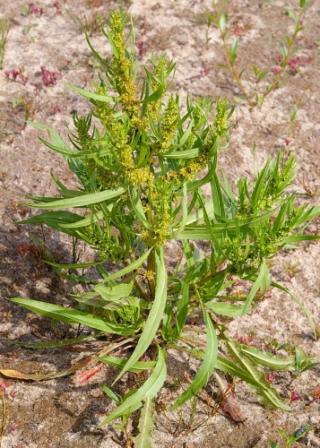Rumex maritimus &copy; 