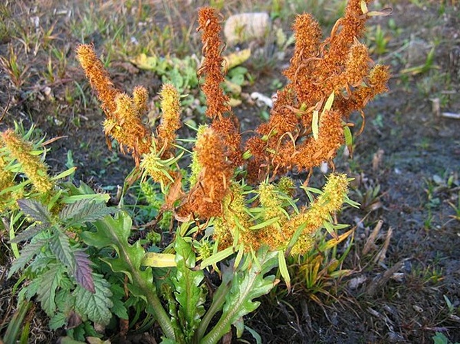Rumex palustris © Kristian Peters -- <a href="//commons.wikimedia.org/wiki/User:Fabelfroh" title="User:Fabelfroh">Fabelfroh</a> 13:08, 6 January 2006 (UTC)