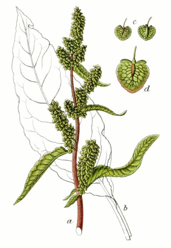 Rumex patientia &copy; Johann Georg Sturm (Painter: <a href="https://en.wikipedia.org/wiki/Jacob_Sturm" class="extiw" title="en:Jacob Sturm">Jacob Sturm</a>)