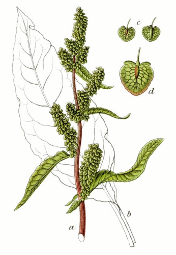 Rumex patientia © Johann Georg Sturm (Painter: <a href="https://en.wikipedia.org/wiki/Jacob_Sturm" class="extiw" title="en:Jacob Sturm">Jacob Sturm</a>)