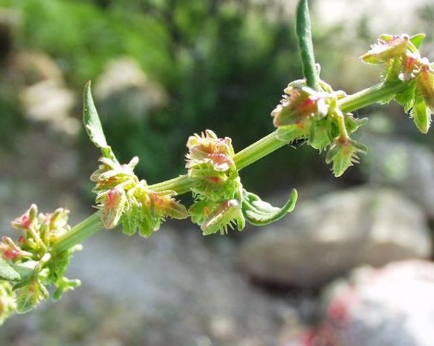 Rumex pulcher © Henry Brisse (upload by <a href="//commons.wikimedia.org/wiki/User:Abalg" title="User:Abalg">user:Abalg</a>)
