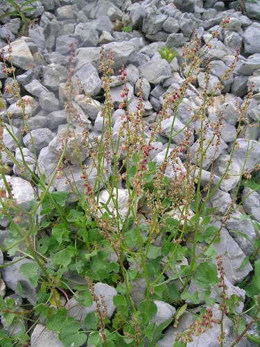 Rumex scutatus &copy; <a href="//commons.wikimedia.org/w/index.php?title=User:Thommybe&amp;action=edit&amp;redlink=1" class="new" title="User:Thommybe (page does not exist)">Thomas Mathis</a>