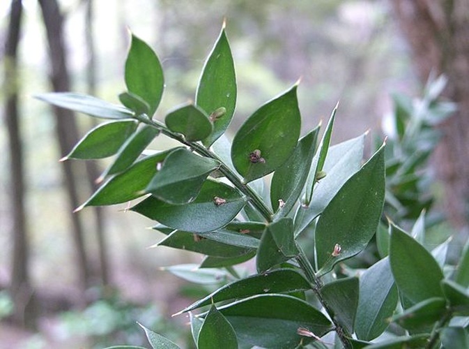 Ruscus aculeatus &copy; KENPEI