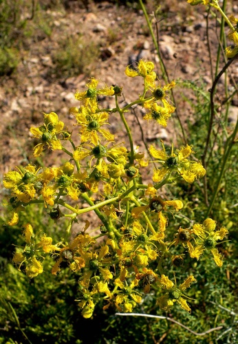 Ruta angustifolia &copy; <a href="//commons.wikimedia.org/wiki/User:Nanosanchez" title="User:Nanosanchez">Nanosanchez</a>