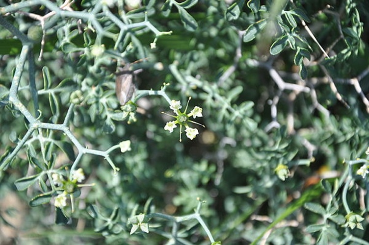 Ruta corsica &copy; <a href="//commons.wikimedia.org/wiki/User:Amada44" title="User:Amada44">User:Amada44</a>