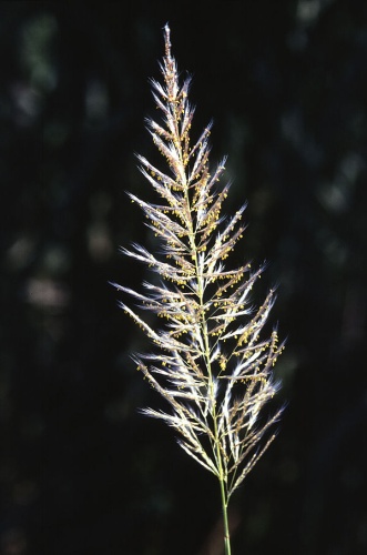 Saccharum spontaneum &copy; Scott Bauer