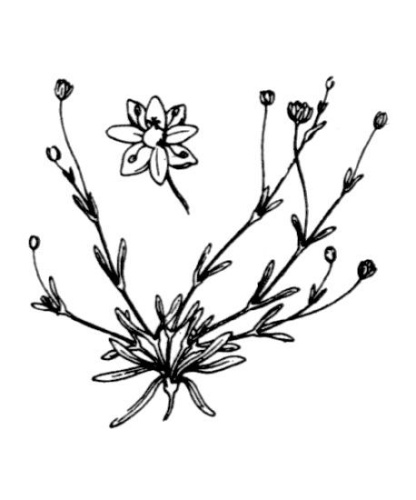 Sagina maritima &copy; Hippolyte Coste