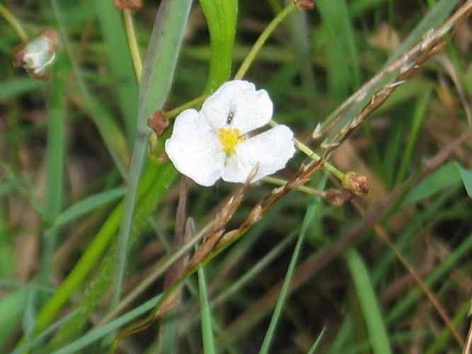 Sagittaria graminea © <a href="//commons.wikimedia.org/wiki/User:Jomegat" title="User:Jomegat">Jomegat</a>