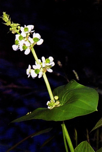 Sagittaria latifolia © 