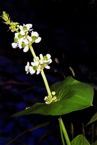 Sagittaria latifolia © 