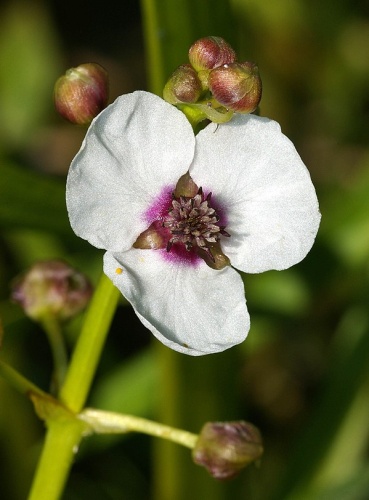 Sagittaria sagittifolia &copy; <a href="//commons.wikimedia.org/wiki/User:Fice" title="User:Fice">Christian Fischer</a>