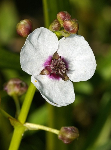 Sagittaria sagittifolia © <a href="//commons.wikimedia.org/wiki/User:Fice" title="User:Fice">Christian Fischer</a>