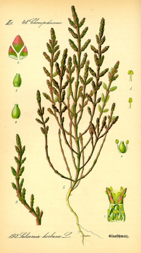 Salicornia europaea © 