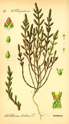 Salicornia europaea &copy; 