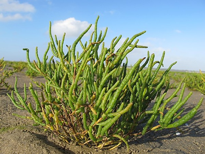 Salicornia procumbens © Hugues Tinguy