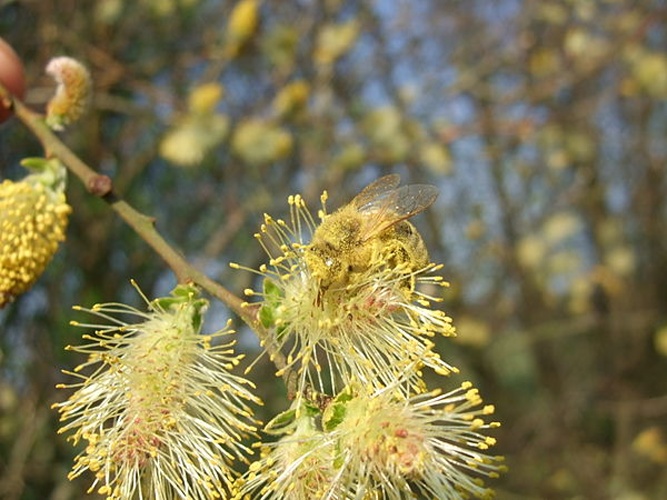 Salix atrocinerea &copy; <a href="//commons.wikimedia.org/wiki/User:BCB" title="User:BCB">BCB</a>