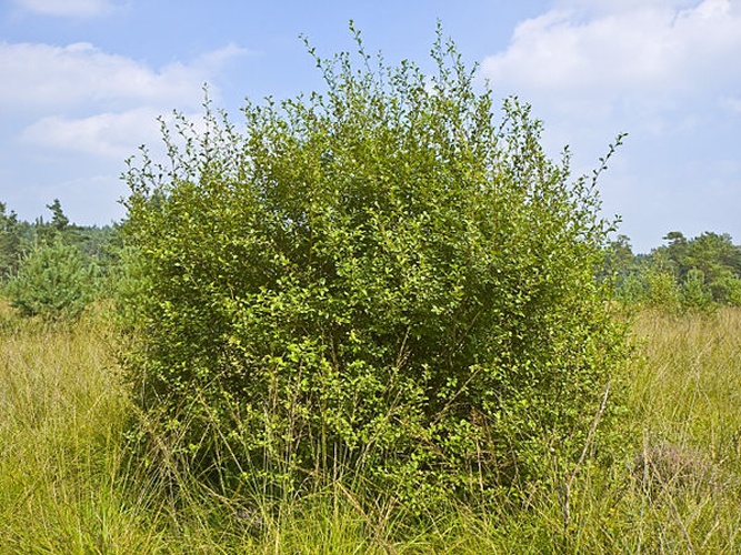 Salix aurita © Willow