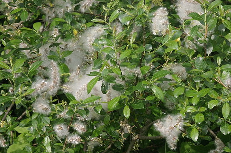 Salix myrsinifolia &copy; <a href="//commons.wikimedia.org/wiki/User:HermannSchachner" title="User:HermannSchachner">HermannSchachner</a>