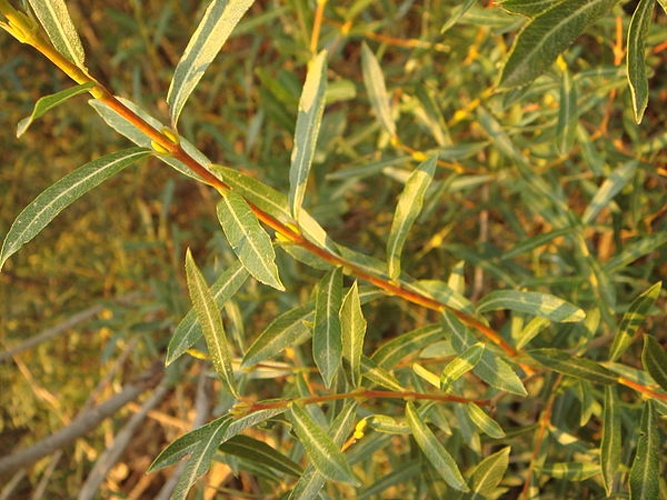 Salix purpurea © <a href="//commons.wikimedia.org/wiki/User:Xemenendura" title="User:Xemenendura">Xemenendura</a>