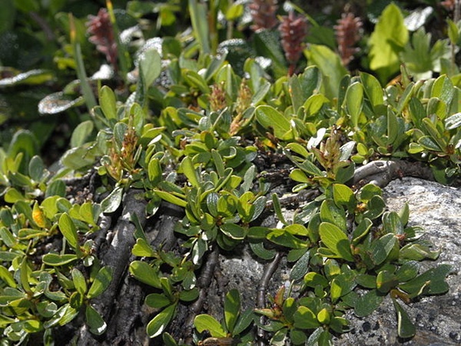 Salix retusa © <a href="//commons.wikimedia.org/wiki/User:Hectonichus" title="User:Hectonichus">Hectonichus</a>