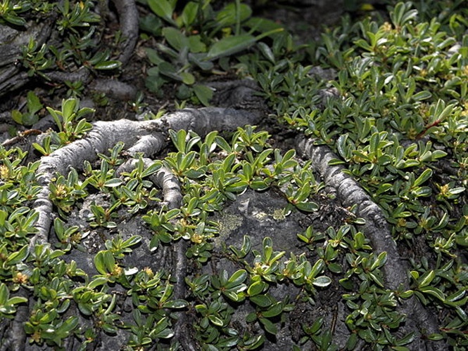 Salix serpyllifolia © <a href="//commons.wikimedia.org/wiki/User:Hectonichus" title="User:Hectonichus">Hectonichus</a>