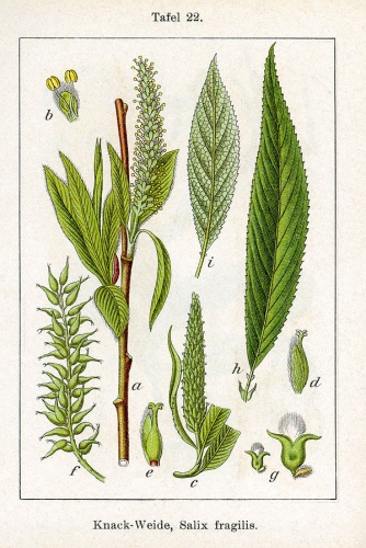 Salix viminalis © Johann Georg Sturm (Painter: Jacob Sturm)