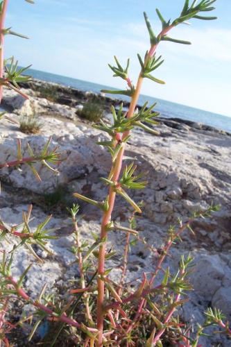 Salsola soda © Luigi Rignanese