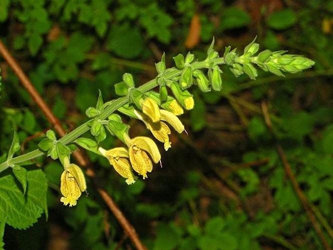 Salvia glutinosa &copy; <a href="//commons.wikimedia.org/wiki/User:Hectonichus" title="User:Hectonichus">Hectonichus</a>