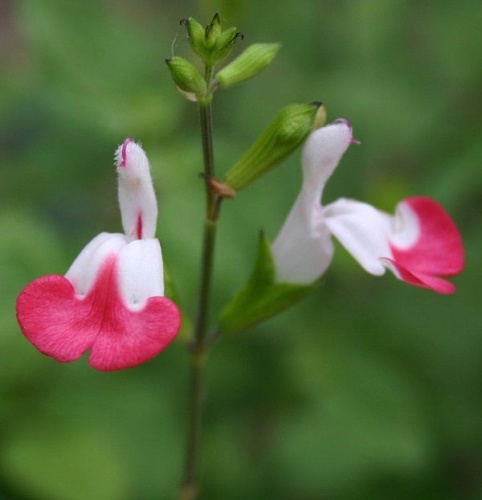 Salvia microphylla &copy; <a rel="nofollow" class="external text" href="http://allthingsplants.com/users/profile/dave/">Dave Whitinger</a>