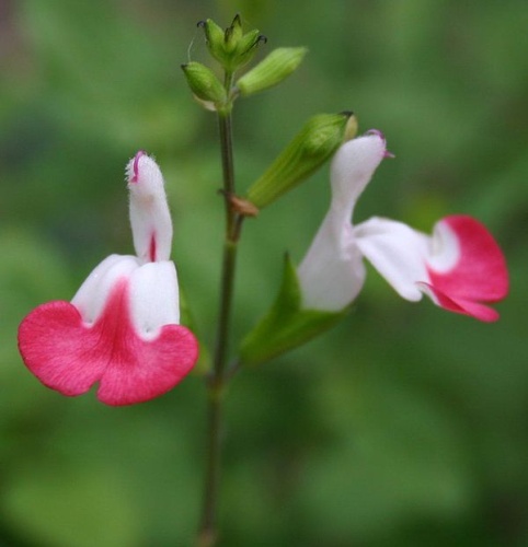 Salvia microphylla © <a rel="nofollow" class="external text" href="http://allthingsplants.com/users/profile/dave/">Dave Whitinger</a>