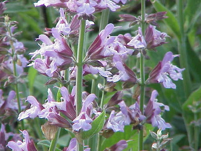 Salvia officinalis &copy; Kurt Stüber <a rel="nofollow" class="external autonumber" href="http://www.kurtstueber.de/">[1]</a>