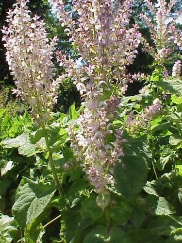 Salvia sclarea &copy; 
