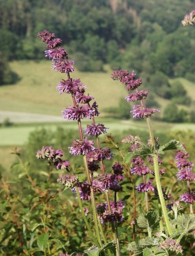 Salvia verticillata © <a href="//commons.wikimedia.org/wiki/User:BerndH" title="User:BerndH">Bernd Haynold</a>