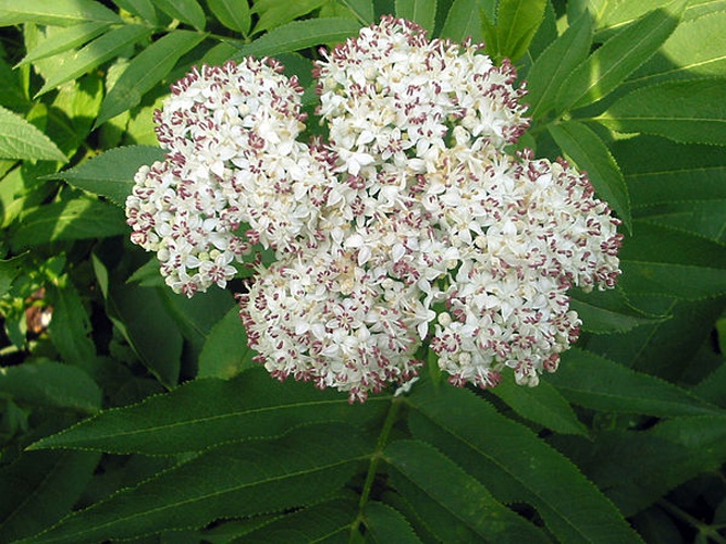 Sambucus ebulus © No machine-readable author provided. <a href="//commons.wikimedia.org/wiki/User:Bogdan" title="User:Bogdan">Bogdan</a> assumed (based on copyright claims).