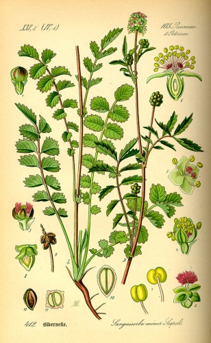 Sanguisorba minor © <bdi><a href="https://en.wikipedia.org/wiki/en:Otto_Wilhelm_Thom%C3%A9" class="extiw" title="w:en:Otto Wilhelm Thomé">Otto Wilhelm Thomé</a>
</bdi>