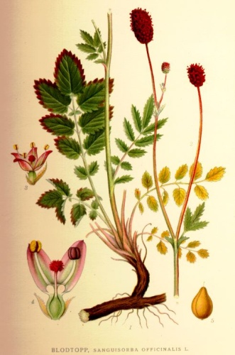 Sanguisorba officinalis &copy; <bdi><a href="https://en.wikipedia.org/wiki/en:Carl_Axel_Magnus_Lindman" class="extiw" title="w:en:Carl Axel Magnus Lindman">Carl Axel Magnus Lindman</a>
</bdi>