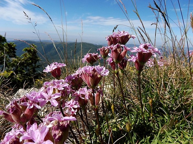 Saponaria caespitosa © <a href="//commons.wikimedia.org/wiki/User:Isidre_blanc" title="User:Isidre blanc">Isidre blanc</a>