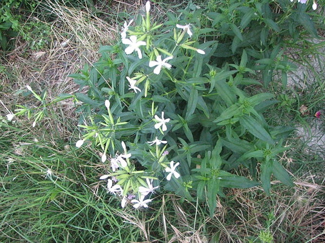 Common soapwort © <a href="//commons.wikimedia.org/w/index.php?title=User:Img&amp;action=edit&amp;redlink=1" class="new" title="User:Img (page does not exist)">Img</a>