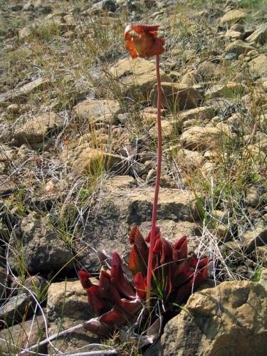 Sarracenia purpurea © <a href="//commons.wikimedia.org/wiki/User:Shipguy" title="User:Shipguy">Shipguy</a>