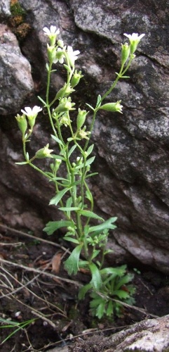 Saxifraga adscendens © Jerzy Opioła