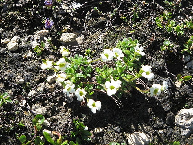 Saxifraga androsacea &copy; <a href="//commons.wikimedia.org/wiki/User:Meneerke_bloem" title="User:Meneerke bloem">Meneerke bloem</a>