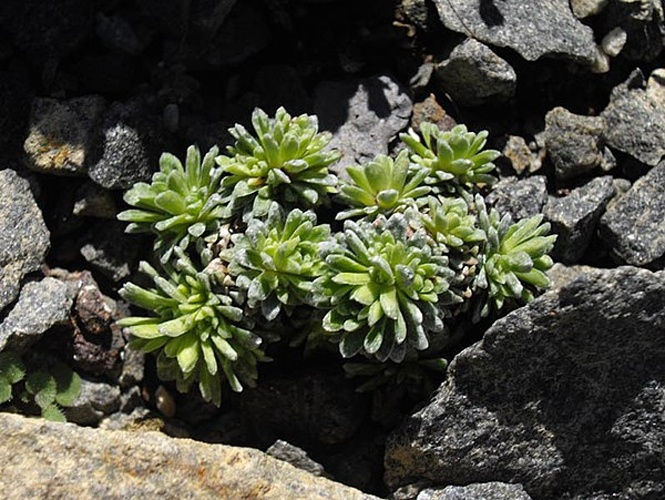 Saxifraga aretioides © <a href="//commons.wikimedia.org/wiki/Ghislain118" class="mw-redirect" title="Ghislain118">Ghislain118</a>  <a rel="nofollow" class="external free" href="http://www.fleurs-des-montagnes.net">http://www.fleurs-des-montagnes.net</a>