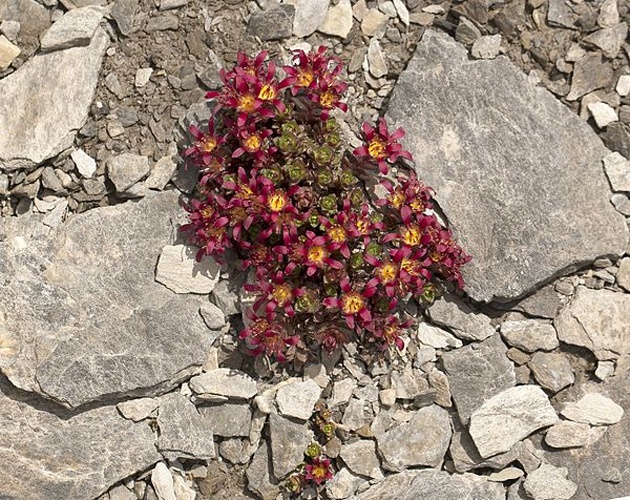 Saxifraga biflora &copy; <bdi><a href="https://www.wikidata.org/wiki/Q58195447" class="extiw" title="d:Q58195447">John Game</a>
</bdi>