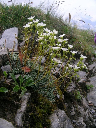 Saxifraga caesia &copy; <a href="//commons.wikimedia.org/w/index.php?title=User:Thommybe&amp;action=edit&amp;redlink=1" class="new" title="User:Thommybe (page does not exist)">Thomas Mathis</a>