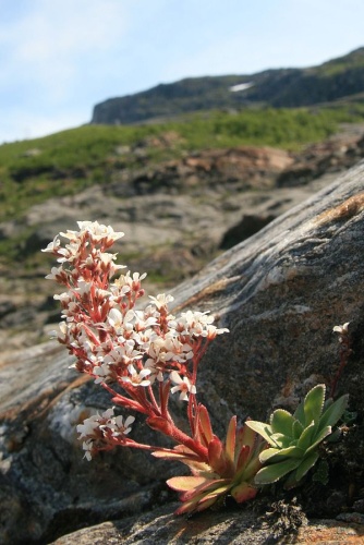 Saxifraga cotyledon &copy; <a href="//commons.wikimedia.org/wiki/User:Banangraut" title="User:Banangraut">Banangraut</a>