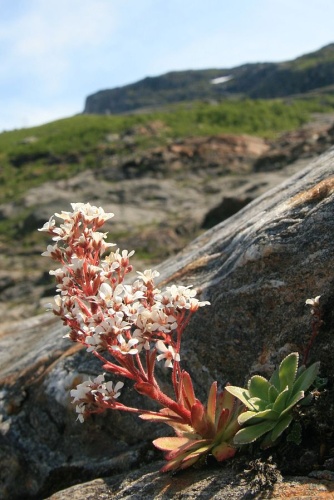 Saxifraga cotyledon © <a href="//commons.wikimedia.org/wiki/User:Banangraut" title="User:Banangraut">Banangraut</a>