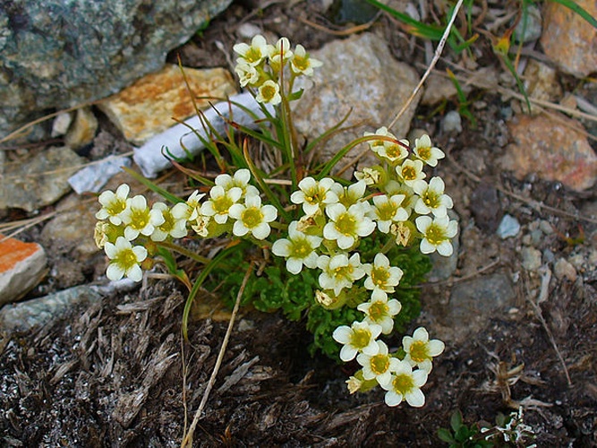 Saxifraga exarata &copy; H. Zell