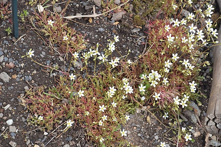 Saxifraga fragosoi © <a href="//commons.wikimedia.org/wiki/User:Tournasol7" title="User:Tournasol7">Krzysztof Golik</a>